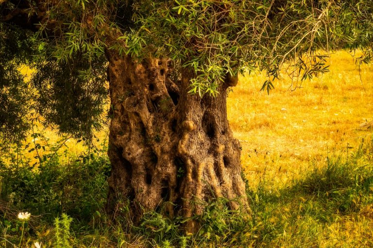 Un seme lontano dal terreno – Toro maggio 2019